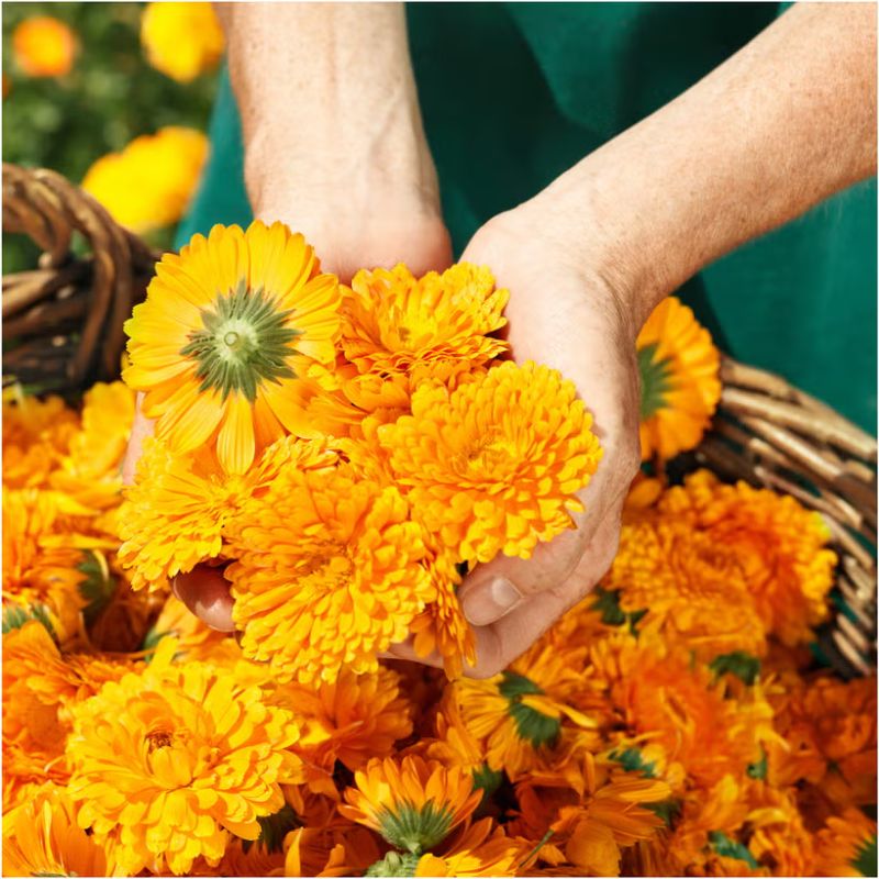 Weleda Calendula Shampoo and Bodywash 400ml