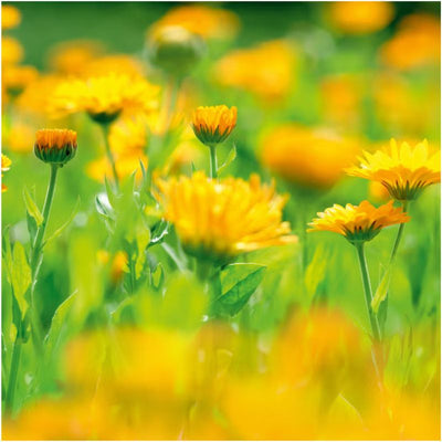 Weleda Calendula Shampoo and Bodywash 400ml